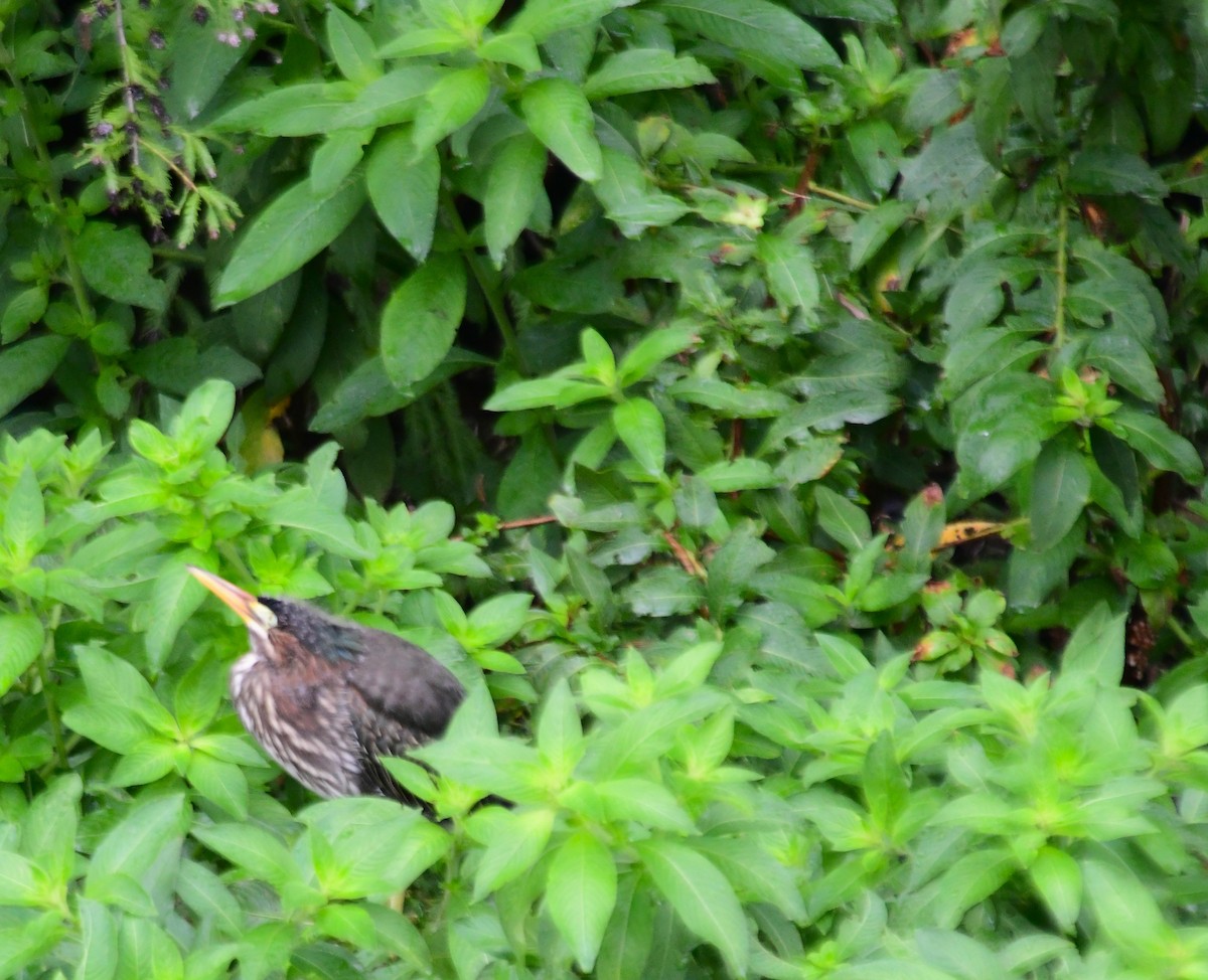 Green Heron - ML620625787