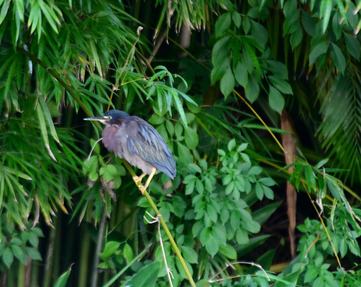 Green Heron - ML620625788