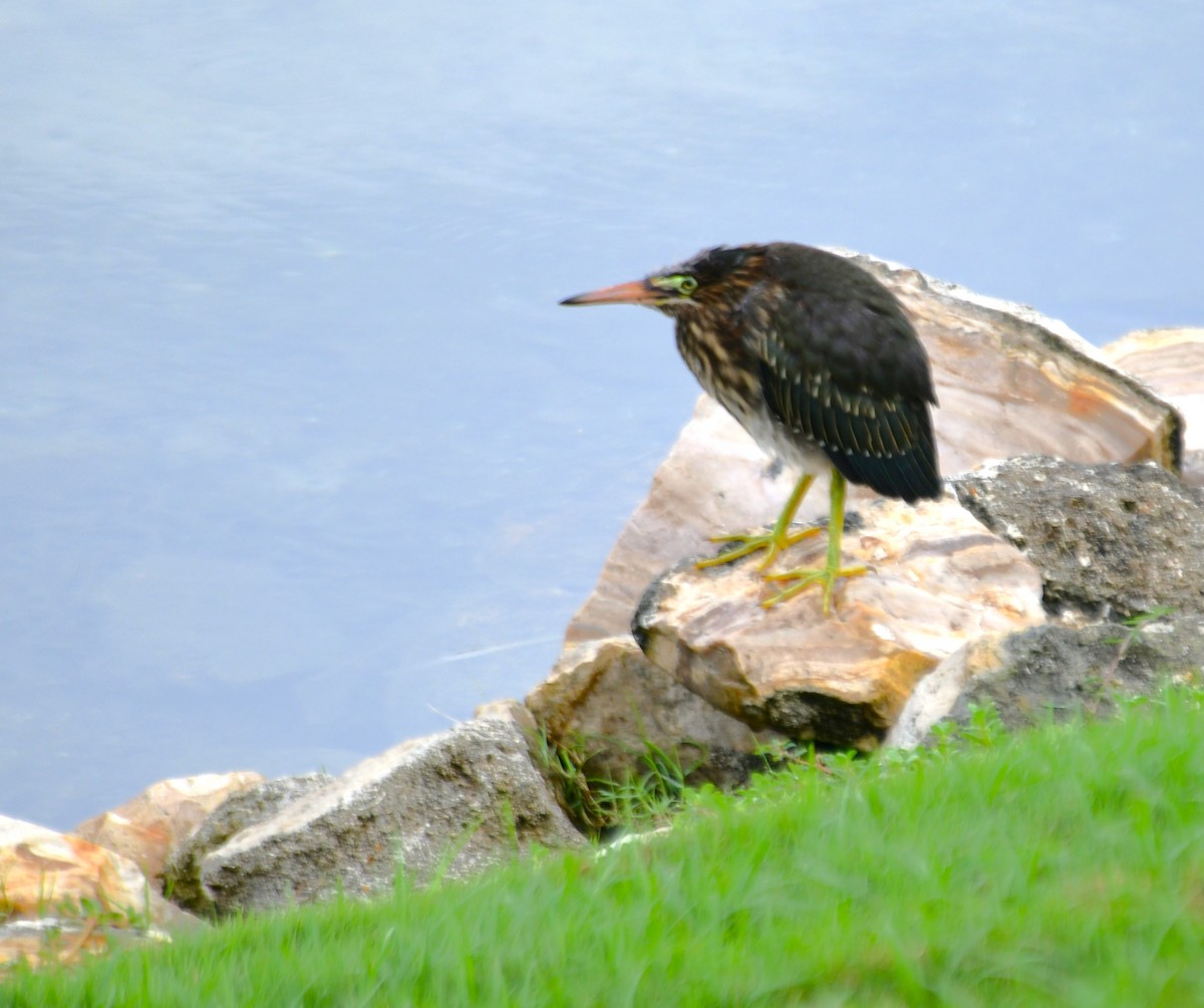 Green Heron - ML620625789