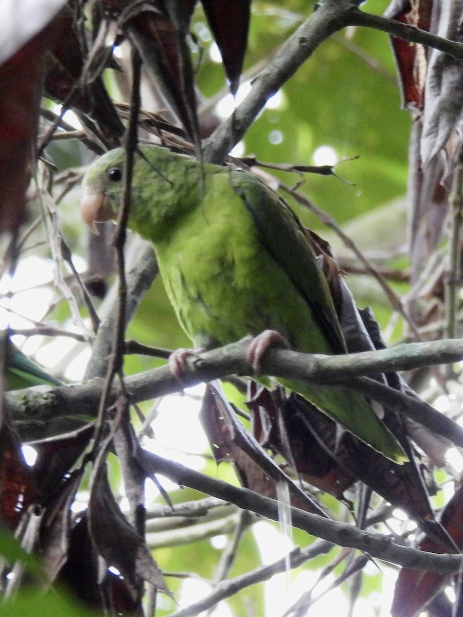 Cobalt-winged Parakeet - ML620625790