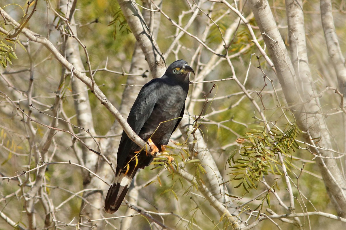 Hook-billed Kite - ML620625794