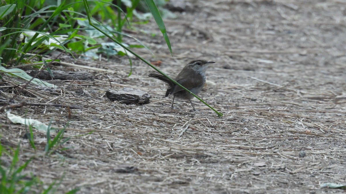 Bewick's Wren - Lillian G