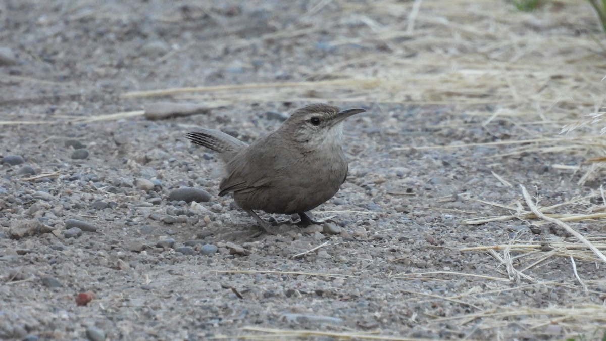 Bewick's Wren - ML620625802