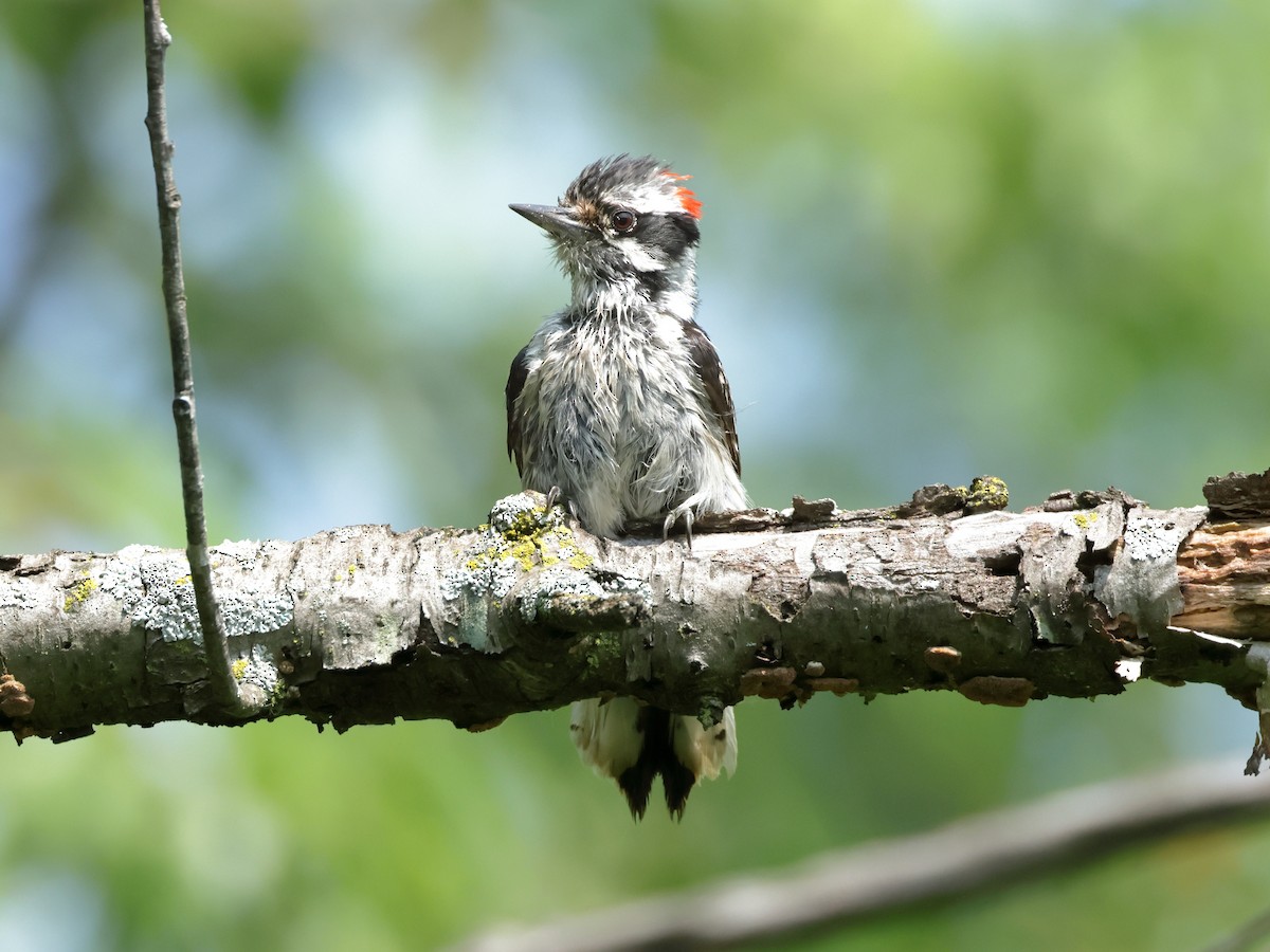 Downy Woodpecker - Charlie Arp