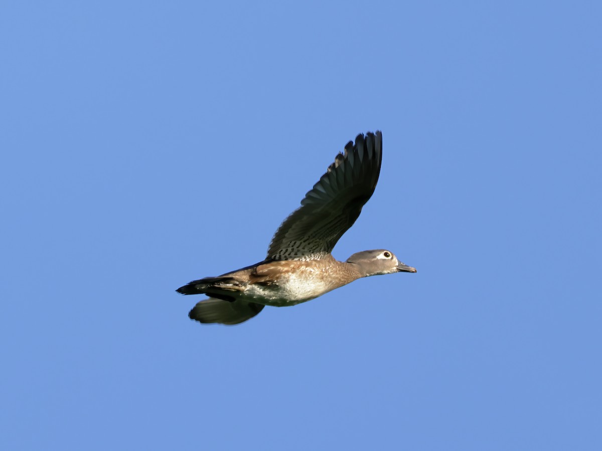 Wood Duck - ML620625815