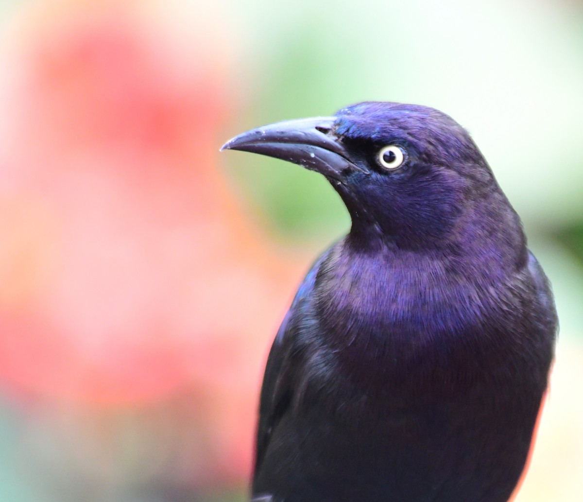 Boat-tailed Grackle - ML620625816