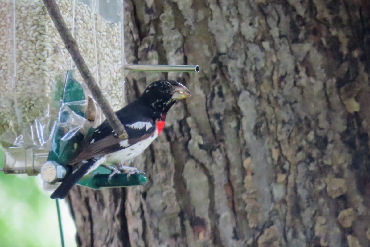 Rose-breasted Grosbeak - ML620625819