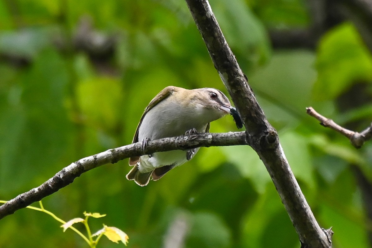 rødøyevireo - ML620625823