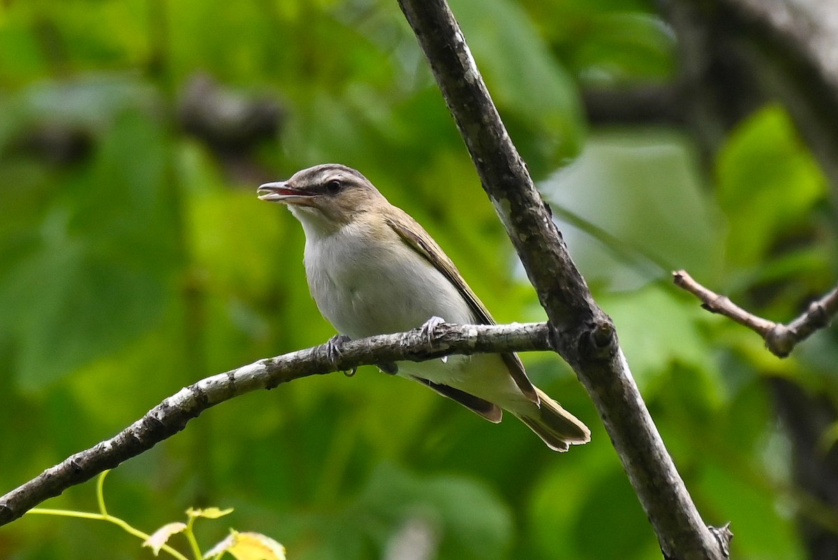 Kızıl Gözlü Vireo - ML620625825