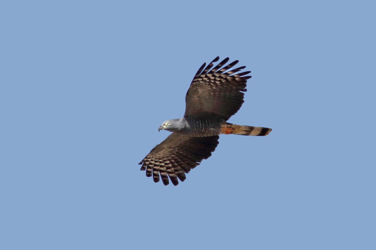 Hook-billed Kite - ML620625831