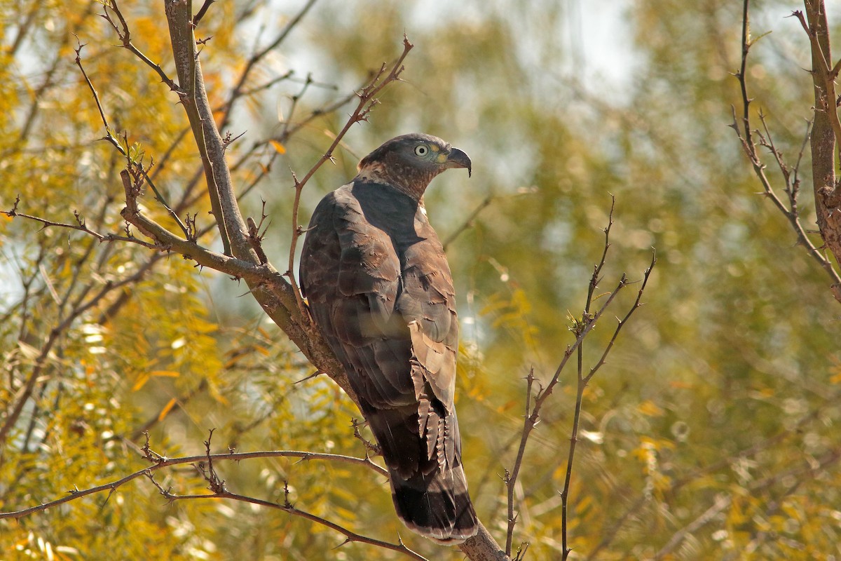 Hook-billed Kite - ML620625833