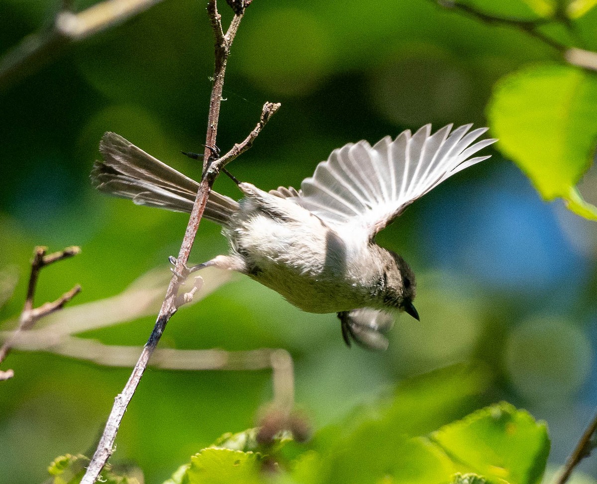 Bushtit - ML620625834