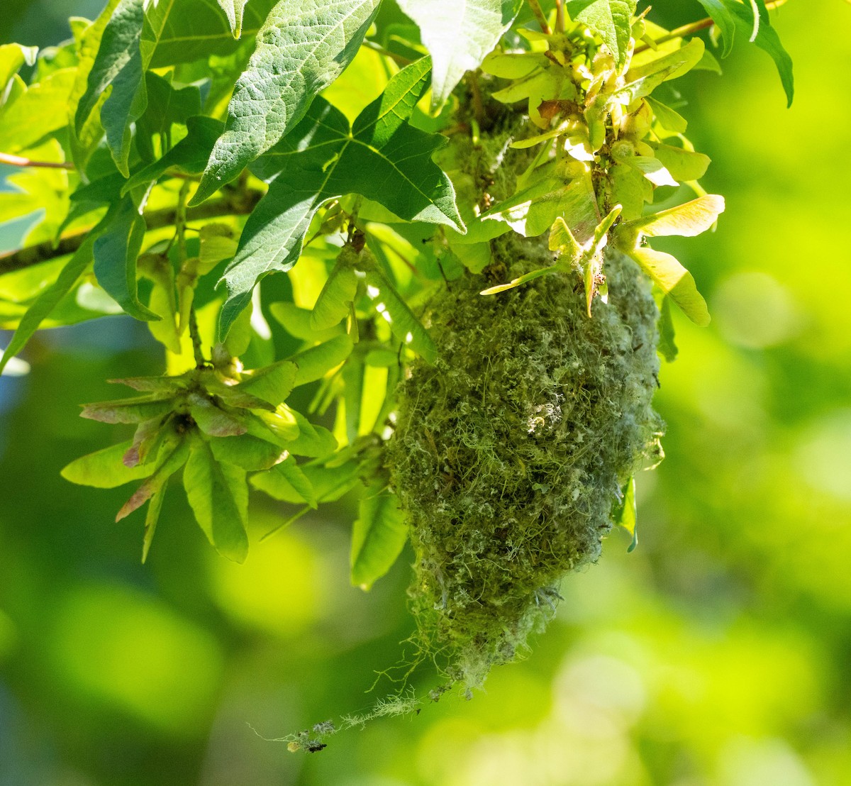 Bushtit - ML620625835