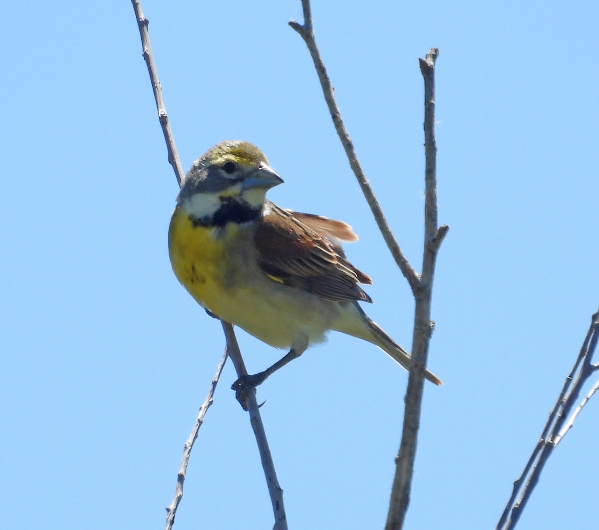 Dickcissel - ML620625836