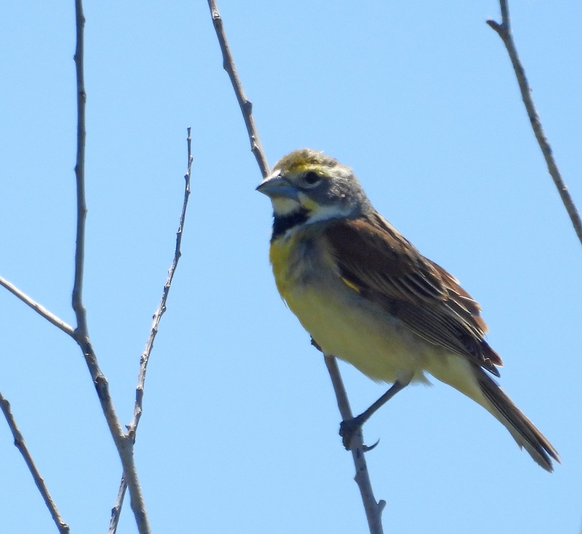 Dickcissel - Tresa Moulton