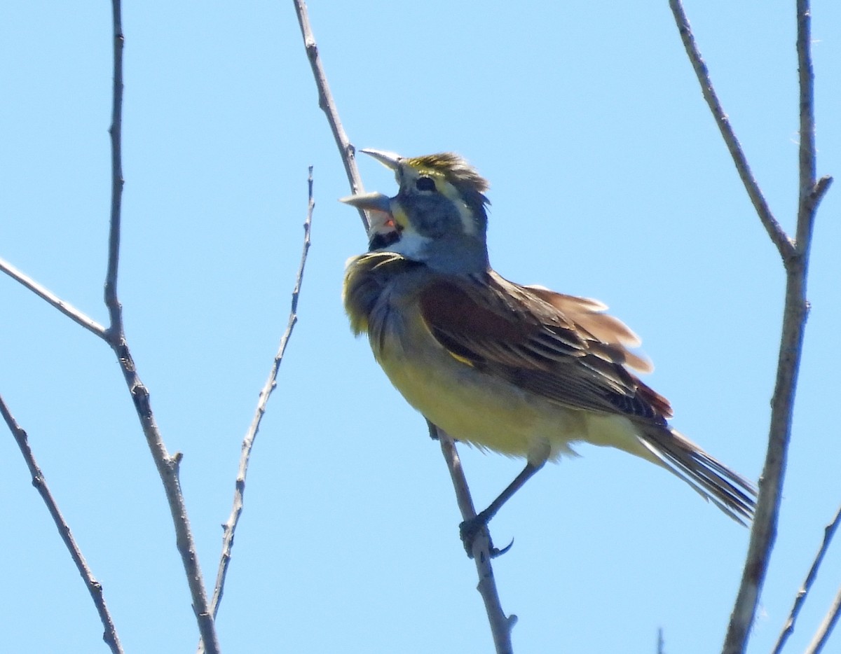 Dickcissel - ML620625838