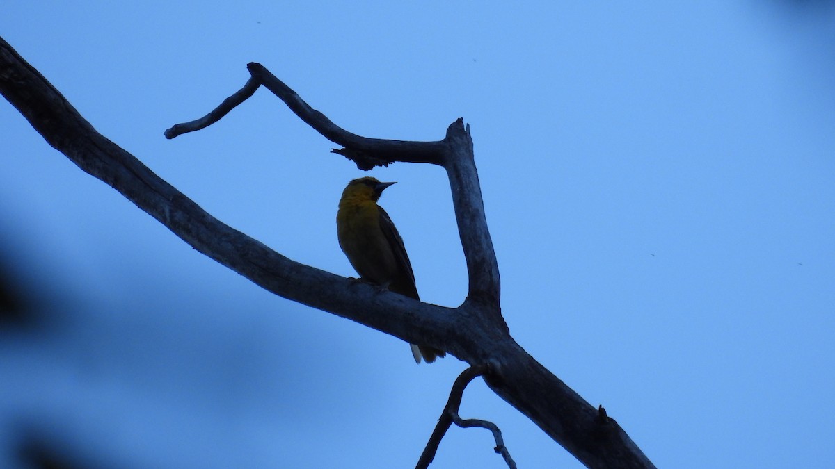 Bullock's Oriole - ML620625840