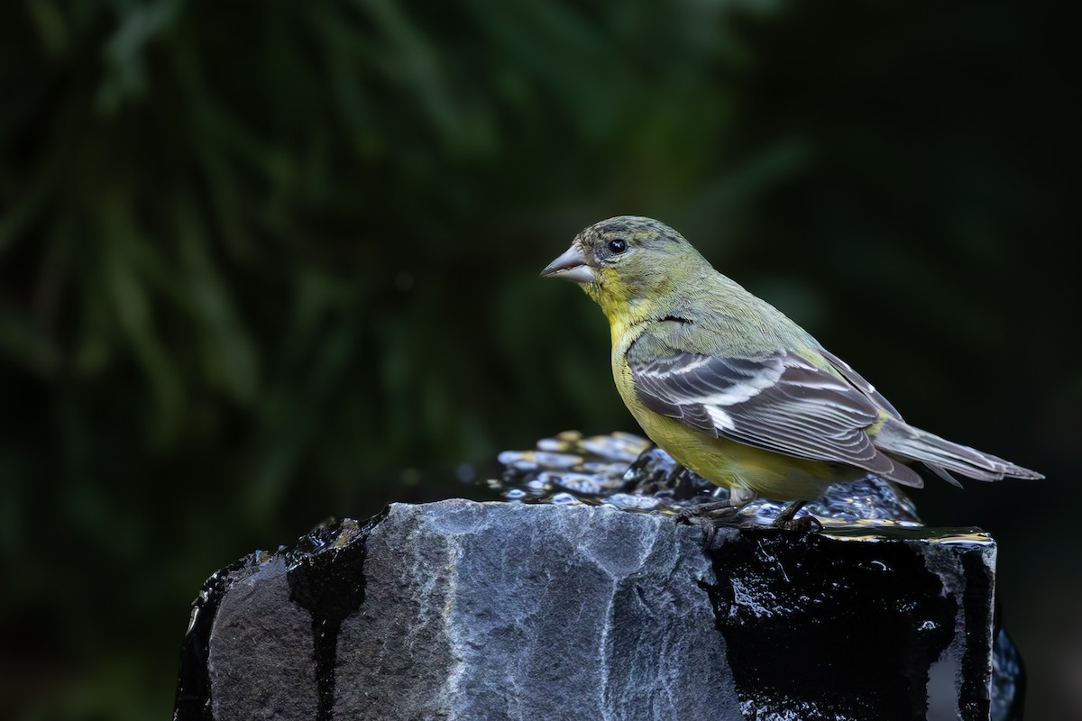 Lesser Goldfinch - ML620625841