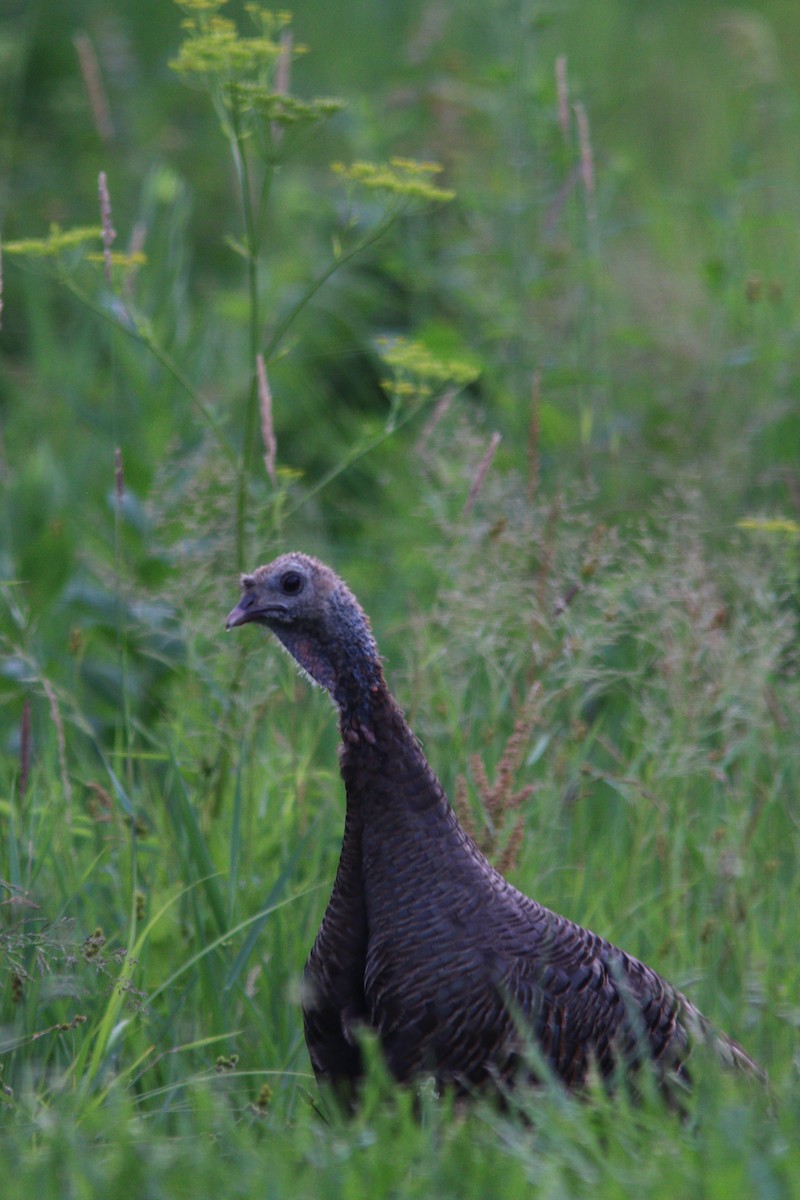 Wild Turkey - ML620625843