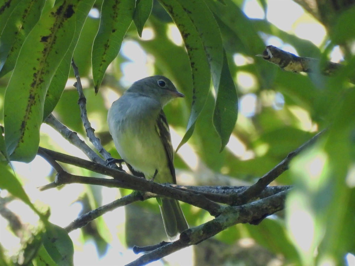 Small-billed Elaenia - ML620625845