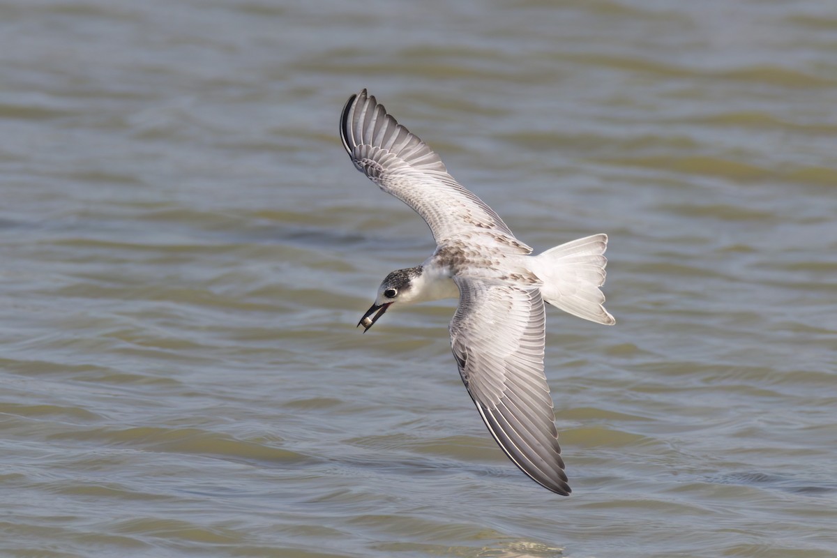 Whiskered Tern - ML620625848