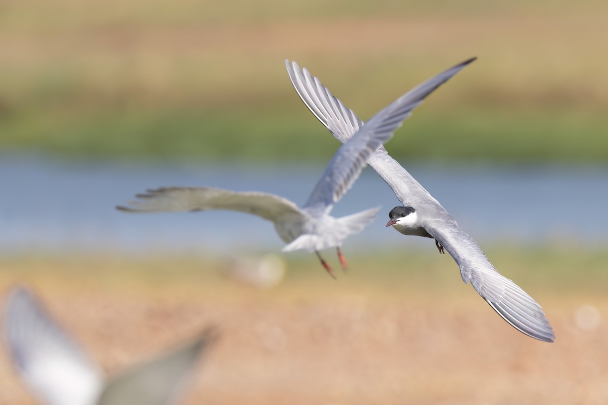 Whiskered Tern - ML620625849