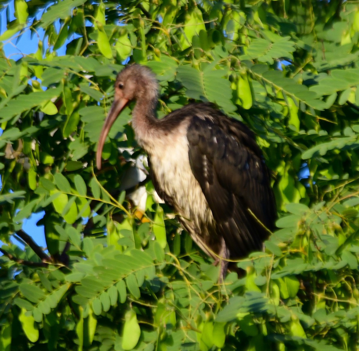 ub. vader (Charadriiformes sp.) - ML620625850