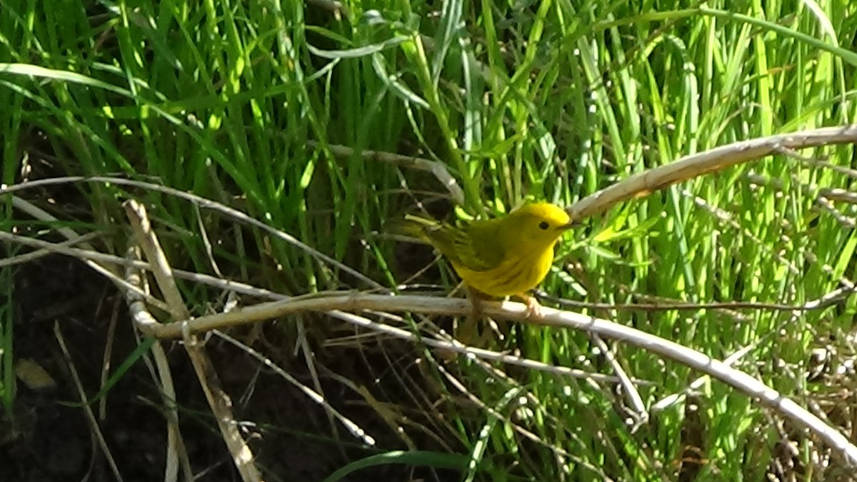 Northern Yellow Warbler - ML620625852