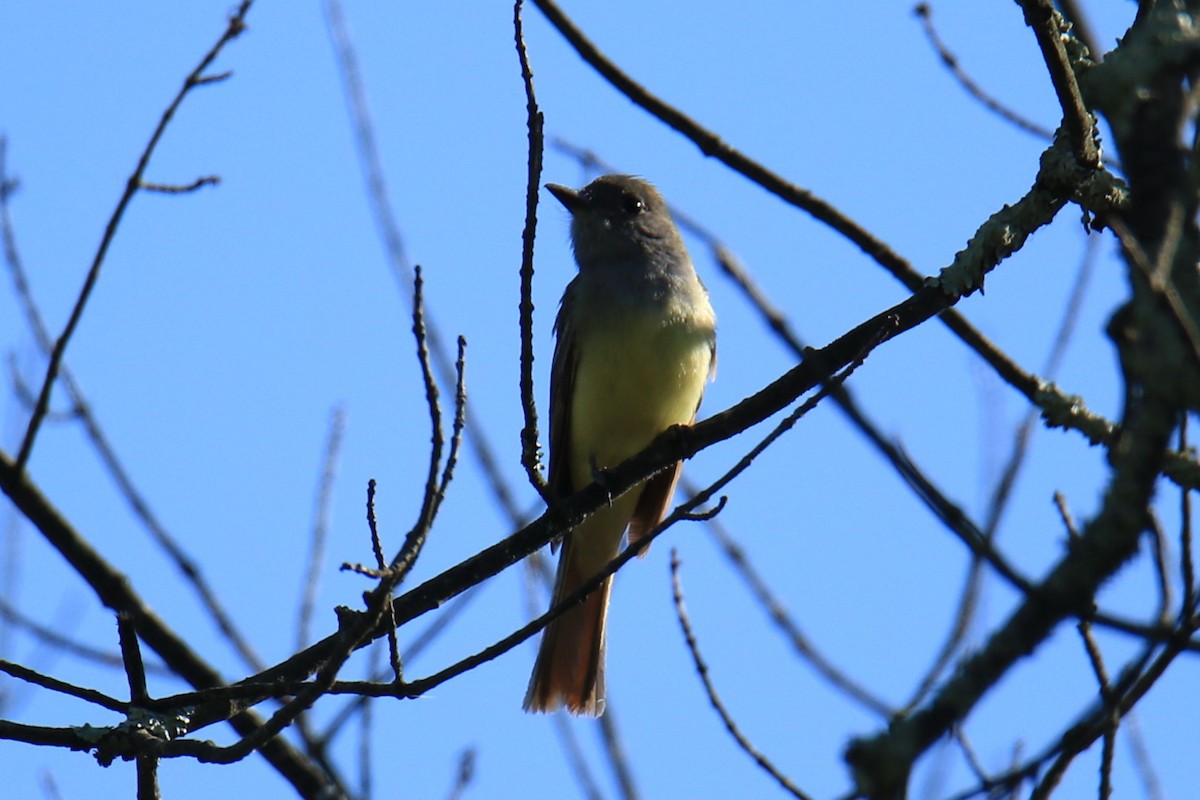 Great Crested Flycatcher - ML620625853