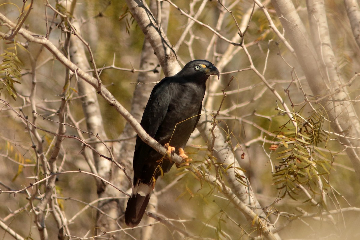 Hook-billed Kite - ML620625854