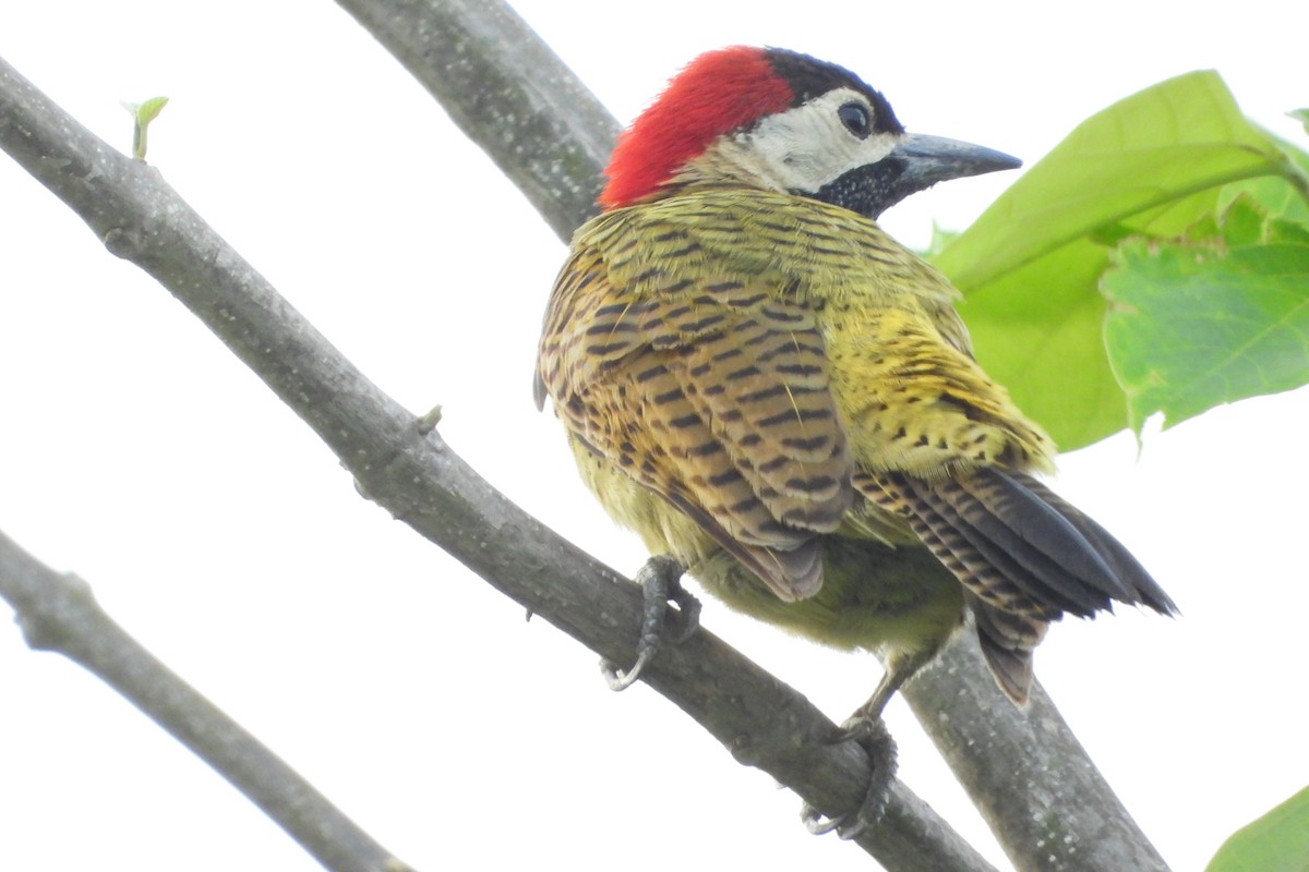 Spot-breasted Woodpecker - ML620625855