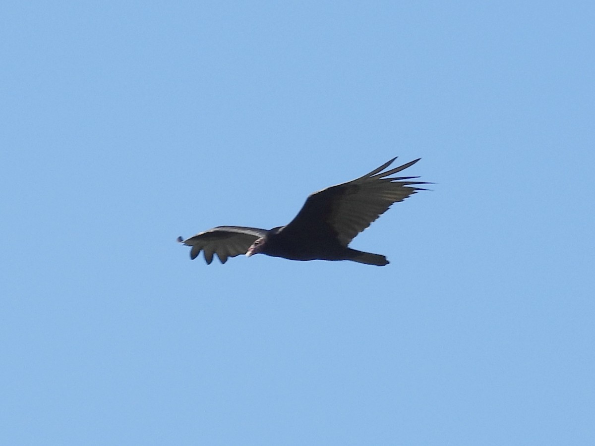 Turkey Vulture - Jhon Carlos Andres Rivera Higuera