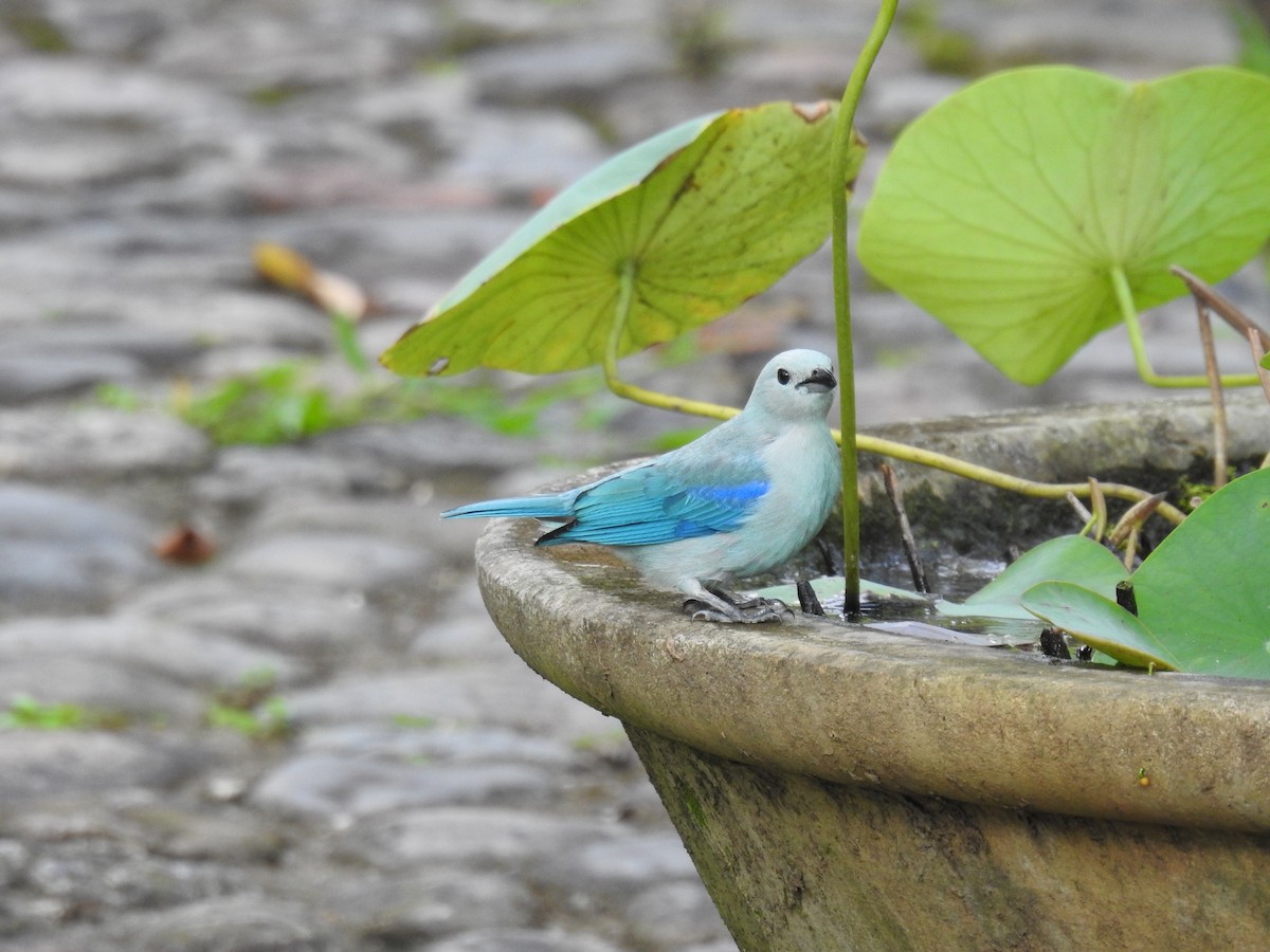 Blue-gray Tanager - ML620625857