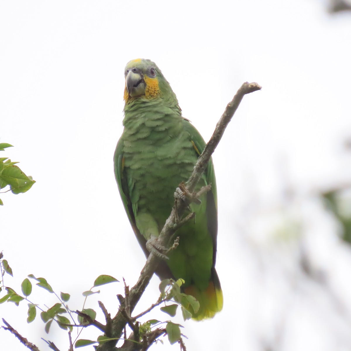 Orange-winged Parrot - Paola Cardona jiménez