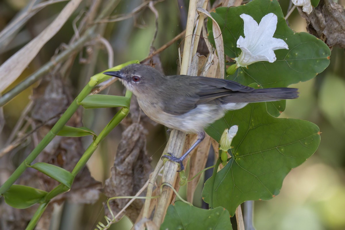 Mangrove Gerygone - ML620625859