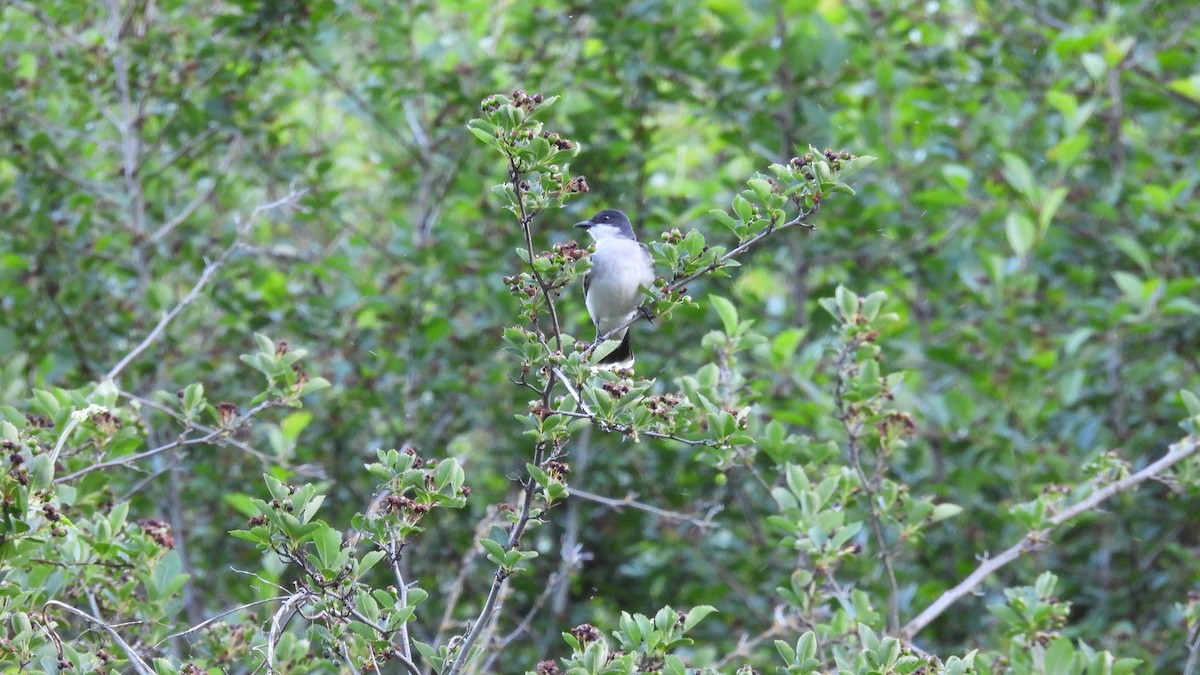 Eastern Kingbird - ML620625860