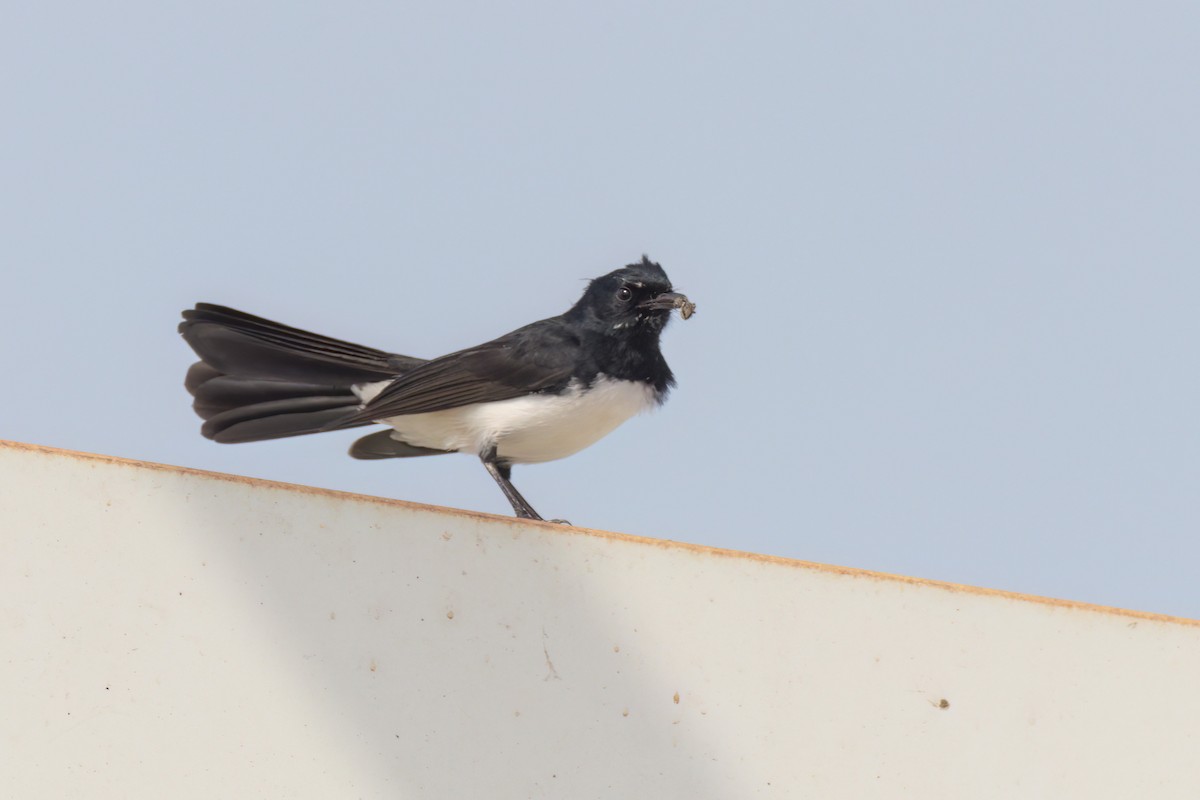 Willie-wagtail - ML620625861