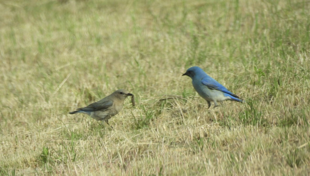 Mountain Bluebird - ML620625864