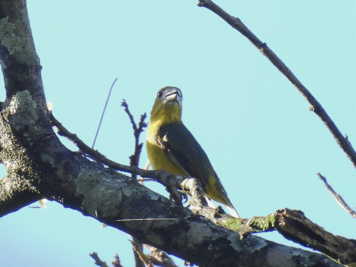 Golden-bellied Euphonia - ML620625865