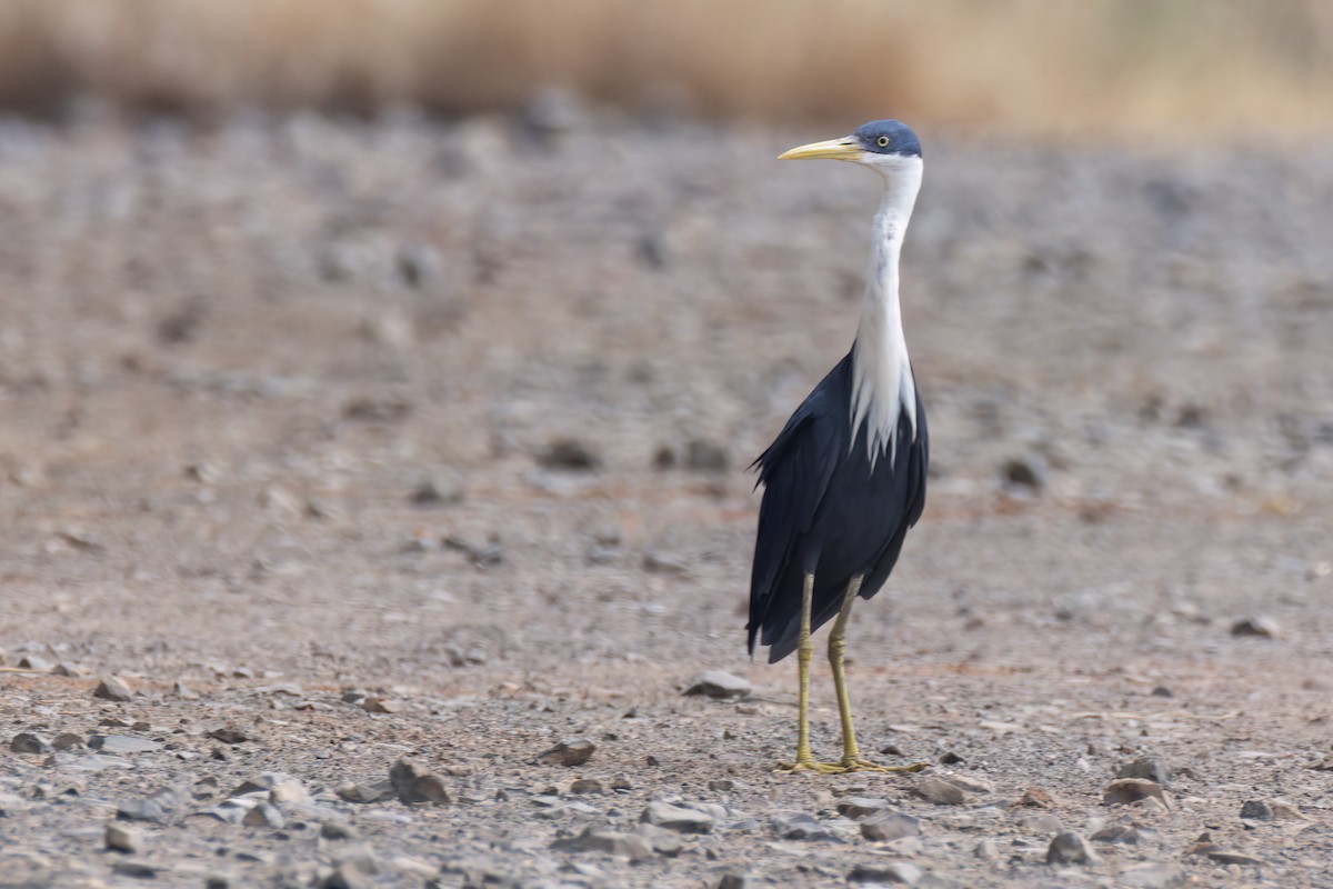 Pied Heron - ML620625866