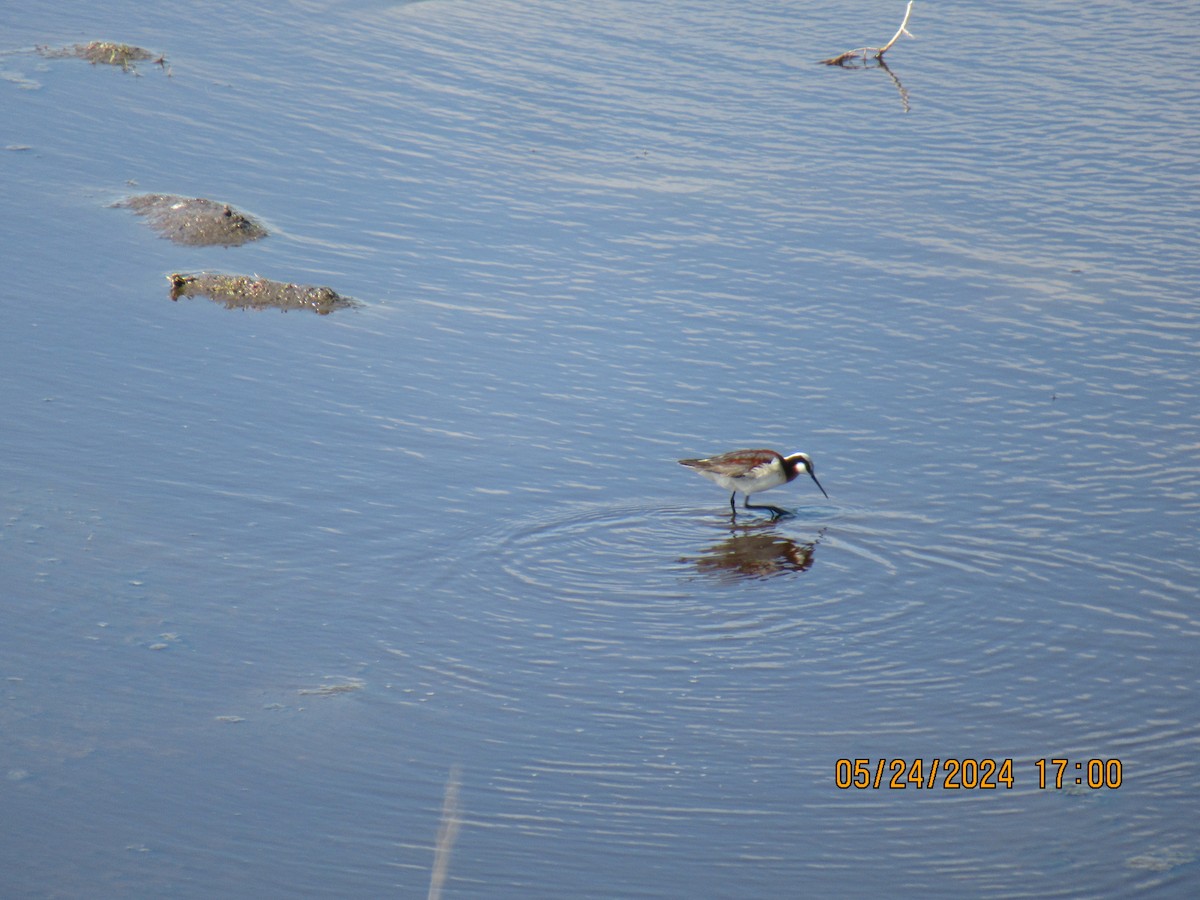 Wilson's Phalarope - ML620625867