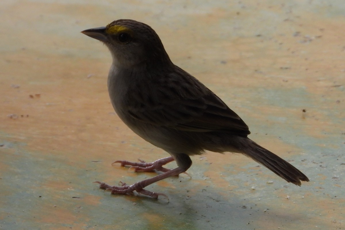 Grassland Sparrow - ML620625868