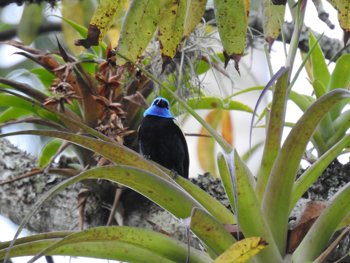 Blue-necked Tanager - Gisele Schoene