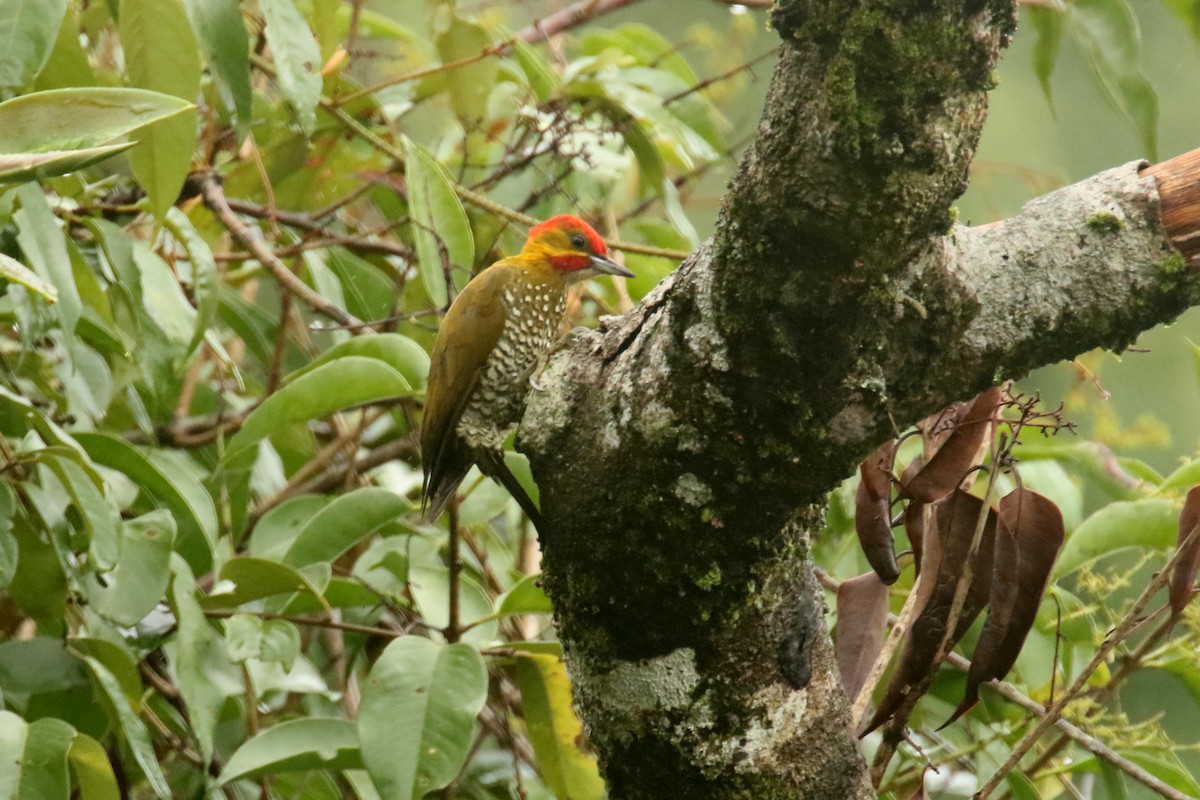 White-throated Woodpecker - ML620625875