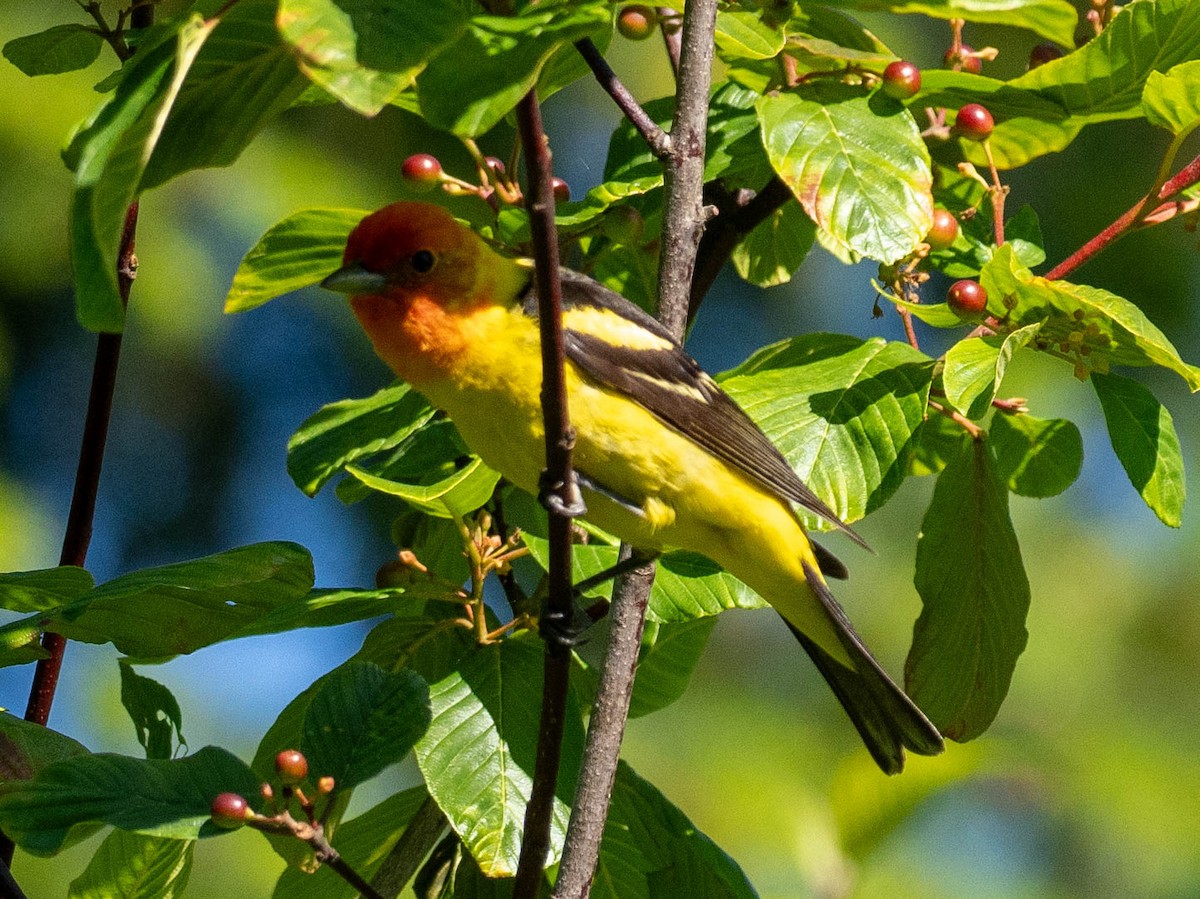 Western Tanager - ML620625881