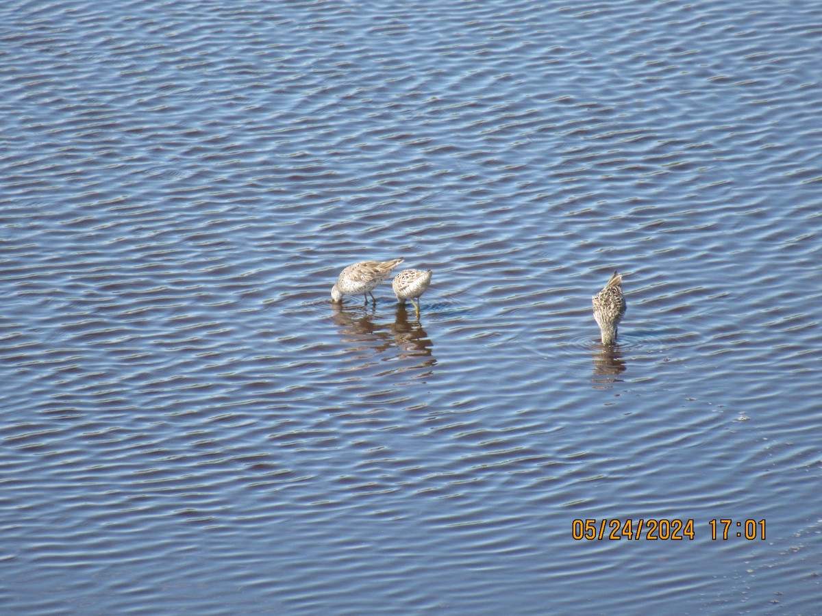 Short-billed/Long-billed Dowitcher - ML620625885