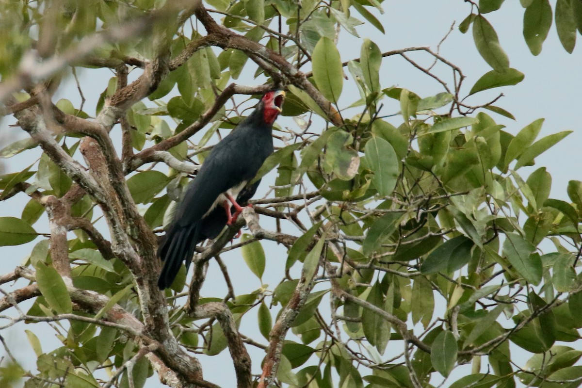 Caracara à gorge rouge - ML620625886