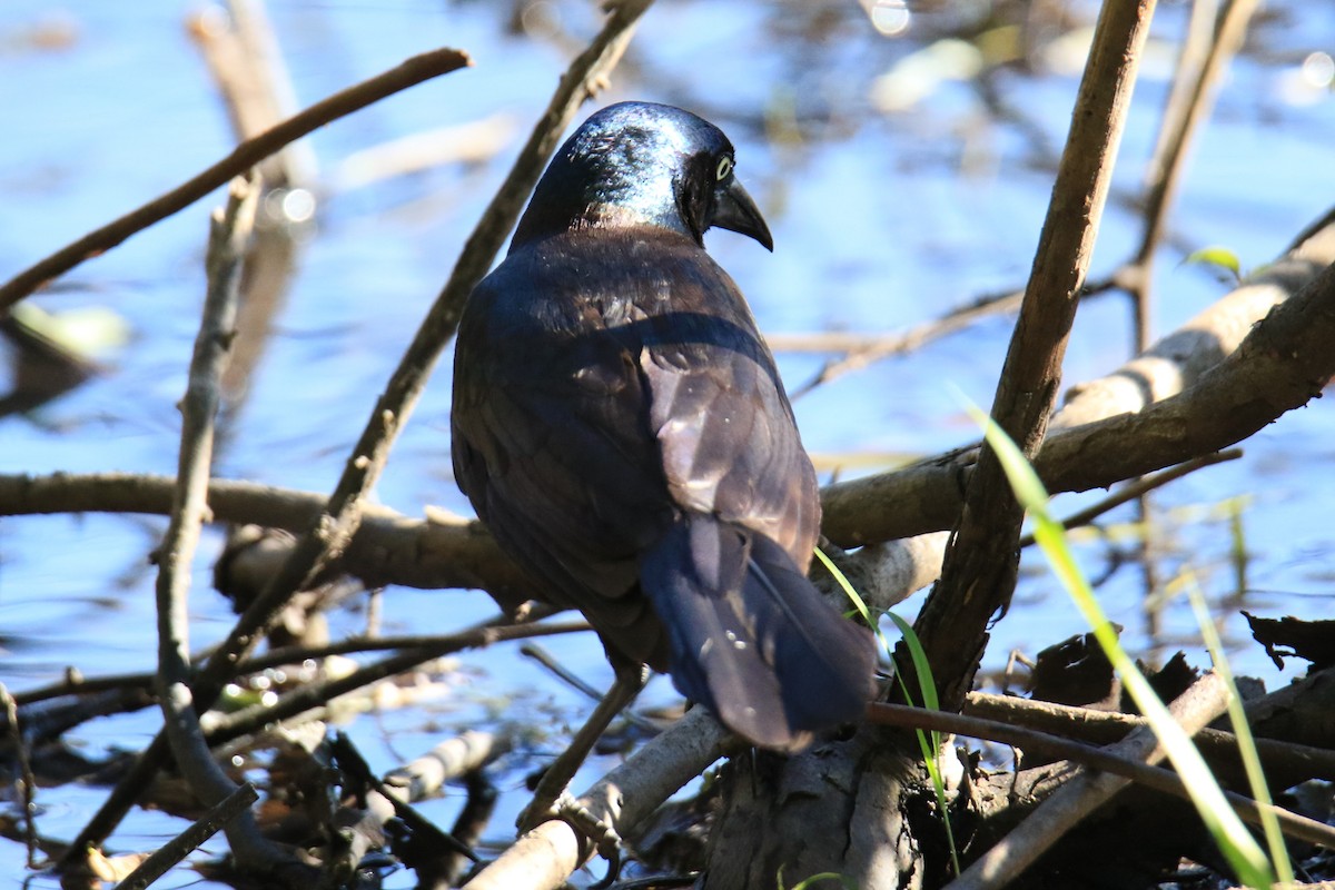 Common Grackle - ML620625887