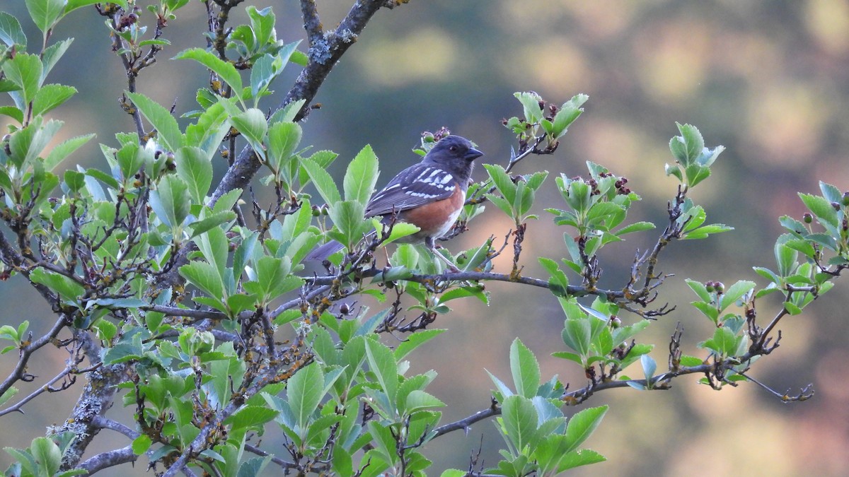 Spotted Towhee - ML620625888