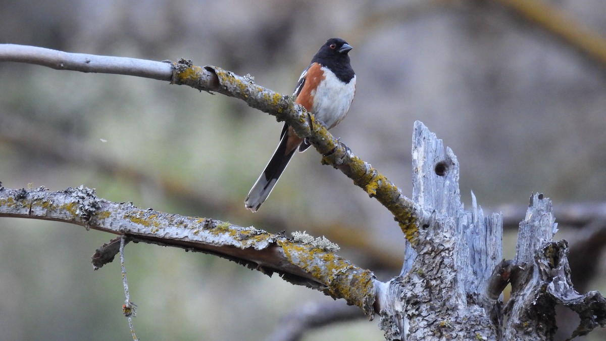 Spotted Towhee - ML620625889